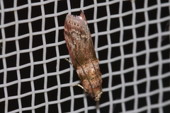 Conobathra tricolorella