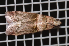 Conobathra tricolorella