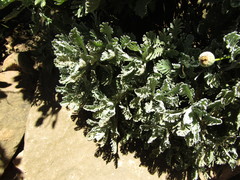 Euryops pectinatus pectinatus