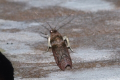 Conobathra tricolorella
