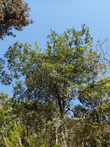Image of Magnolia compressa by no rights reserved