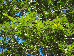 Magnolia compressa