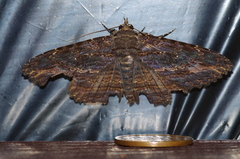 Anisoneura salebrosa