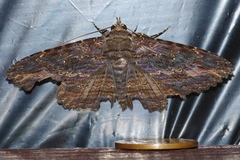 Anisoneura salebrosa