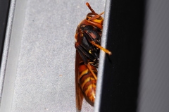 Polistes formosanus