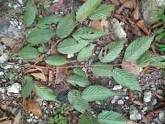 Carpinus viminea