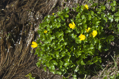 Ranunculus brachylobus