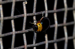 Morphosphaera caerulea