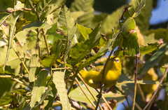 Zosterops senegalensis