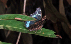 Kaniska canace canace