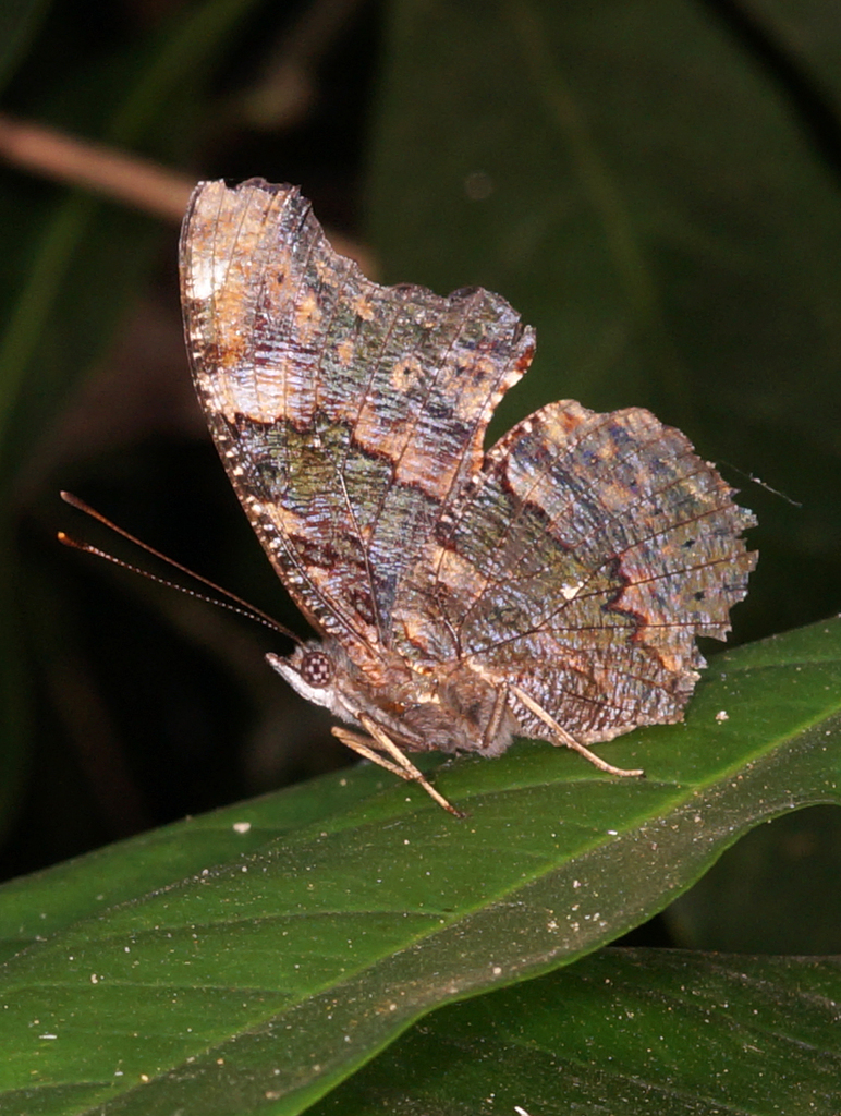 Blue Admiral