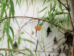 Phalanta phalantha phalantha