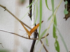 Phalanta phalantha phalantha