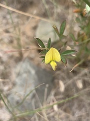 Lotononis tenella