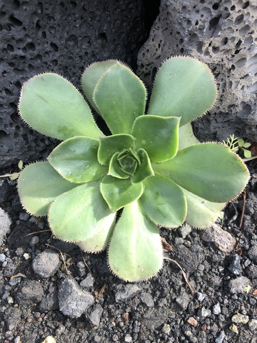 Aeonium hierrense