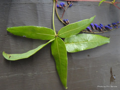 Hardenbergia