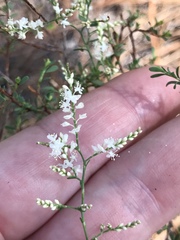 Polygonella polygama