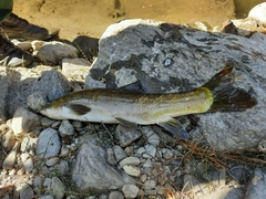 Schizothorax richardsonii