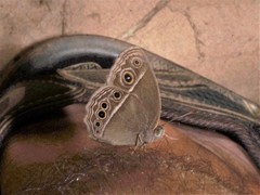 Mycalesis intermedia