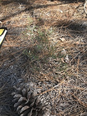 Polygonella polygama