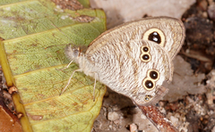 Ypthima baldus baldus