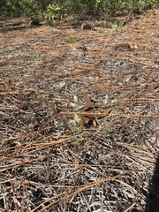 Polygonella polygama