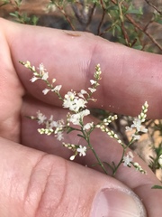 Polygonella polygama