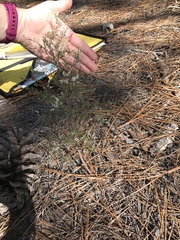 Polygonella polygama