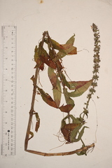 Cuscuta cephalanthi
