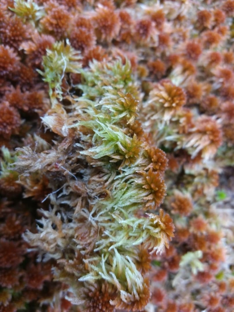 Sphagnum cuspidatulum