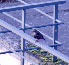 Sturnus vulgaris