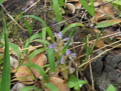 Phelipanche nana