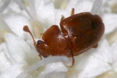 Epuraea aestiva