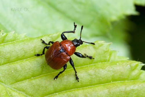 nosánik dubový (Attelabus nitens)