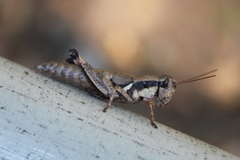 Melanoplus rusticus