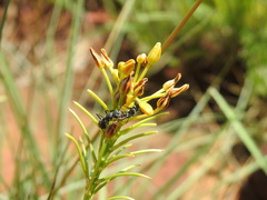 Bulbine capitata