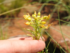 Bulbine capitata