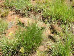 Bulbine capitata