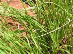 Bulbine capitata