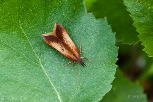 psota hrabová (Dichomeris ustalella)