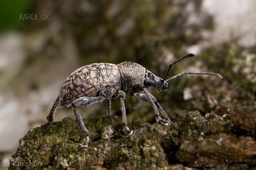 nosánik škvrnitý (Otiorhynchus multipunctatus)