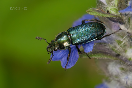 roháčik kovový (Platycerus caraboides)