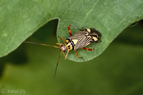 bzdôška obaľovačová (Rhabdomiris striatellus)