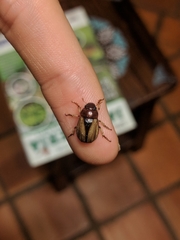 Leucothyreus marginaticollis