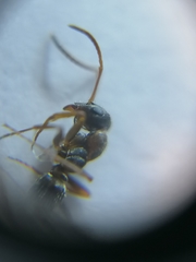 Formica cinerea
