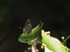Arhopala birmana asakurae