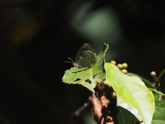 Arhopala birmana asakurae