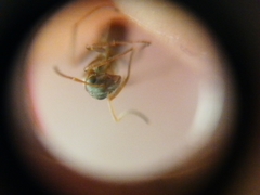 Formica cinerea