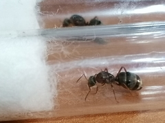 Formica cinerea