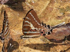 Graphium aristeus hermocrates